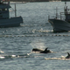 Dolphin drive hunting